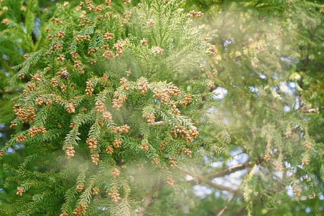 花粉症対策は「朝食抜き！」もっと健康になりたい人は「メニューを変える！」